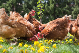 good backyard chickens - source