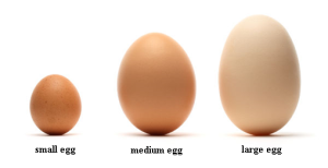 size eggs