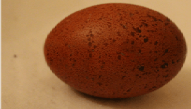 Black Copper Maran egg