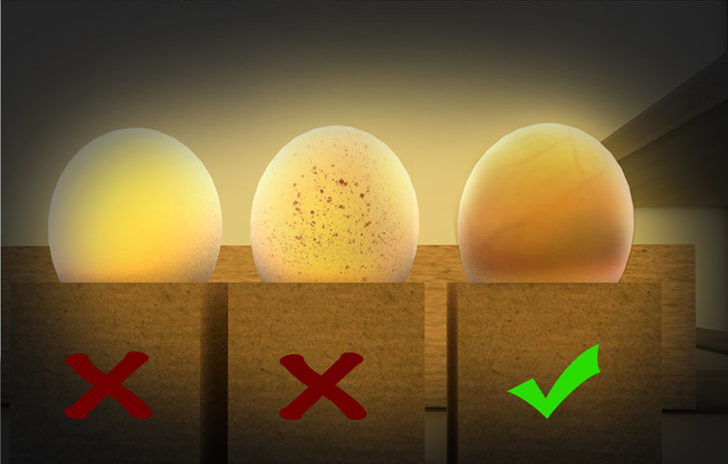 Beginner’s Guide To Incubating And Hatching Chicken Eggs