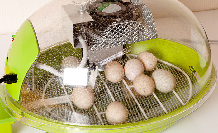 Right humidity for egg incubator